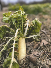Several area farmers have utilized radishes as cover crops this season