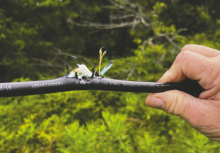 Hunters: Don't shoot at birds on power lines