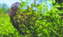 Harvest elderberries when they are dark purple to black. Do not eat green or red elderberries,