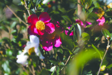 Sasanquas are available in a wide range of colors. Yuletide, pictured here, has deep, reddish pink blooms. Photo by Olivia McClure/LSU AgCenter