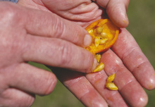 The fruit of trifoliate orange trees tends to have a lot of seeds.