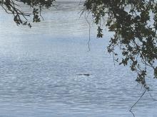 This photo of an alligator was taken on the banks of Arlington on the southeast corner of the lake. La. Department of Wildlife and Fisheries agent Wayne Parker said that as a result of the low water level in the lake, he is seeing more wildlife in the lake than usual. “The lake isn’t the only thing low. A lot of wildlife is moving from other waterways looking for deeper water.” This could account for an increase in alligator sightings of late.