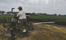 After weeks with little to no rain, many local farmers were able to cut off irrigation wells following a string of rainy and cloudy days last week. CASSIE CONDREY
