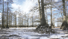Storms lash out at parish, first with wind, then ice