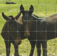 Five-month-old mule colt and filly, Dollar Bill and Tiger, huddle close on a sunny day in their pasture on Lensing Lane. GRIFFIN TRIPP