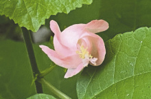 Turk’s cap is native to North America and comes in colors of red and light pink. Photo by Heather Kirk-Ballard/LSU AgCente