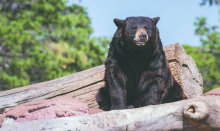  Another bill proposes making bear hunting licenses available to non-residents