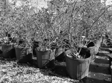 Winter is a good time to purchase blueberry shrubs from your local garden center and plant them. OLIVIA MCCLURE, AGCENTER