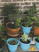 Growing herbs livens up home cooking