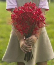 Spider lilies