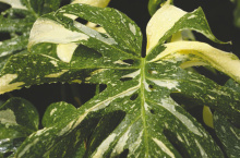 Thai Constellation features the trademark monstera fenestrations on its variegated foliage. Photo by Olivia McClure/LSU AgCenter