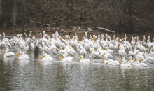 Pelican Photo By Sadie Pippin