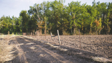 A field fire threatened horses in a pasture Sunday. Rural and town firefighters were able to contain the blaze and the landowner disced the field to prevent future fires.