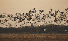 Flocks of migrating snow 