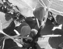 Louisiana fig trees: History, care, varieties