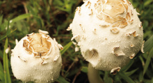 Mushrooms