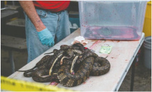Proposed rule change would end the tradition of snake-killing