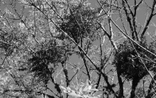 Clumps of mistletoe become visible when deciduous trees drop their leaves in cooler weather. Photo by Ed Bush/LSU AgCenter