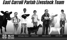 4-Hers head to livestock show