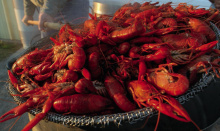 Researchers: Crawfish won't be affected by storm