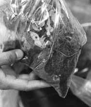 Plant roots are seen inside a plastic bag that was sent to the Plant Diagnostic Center.