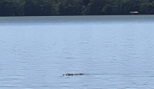 Estimated 9- to 10-foot-long alligator swims 50 yards from bank of Lake Providence. RENEE SCHNEIDER