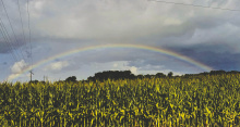 Summer rains continue to feed our local crops and a rainbow over a cornfield hints of hope for what's to come. DEBRA HOPKINS