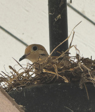 MILLY LENSING For those surprised to see a bird’s nest on a fan or light fixture this late in the year, as it turns out, Mourning Doves are able to mate throughout the year, and in our warmer climate, from February through October. According to the Audubon Society, they also may raise up to six broods per year, more than any other native bird. Incubation lasts around 14 days for two white eggs, and is provided by both parents.