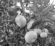 Satsumas ripen late summer through early winter depending on the cultivar. Photo by Heather Kirk-Ballard/LSU AgCenter