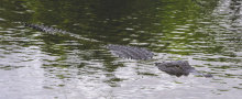 Alligator hunting lottery still open, LDWF announces
