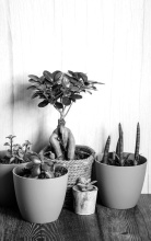 Help! I kill every indoor plant I touch