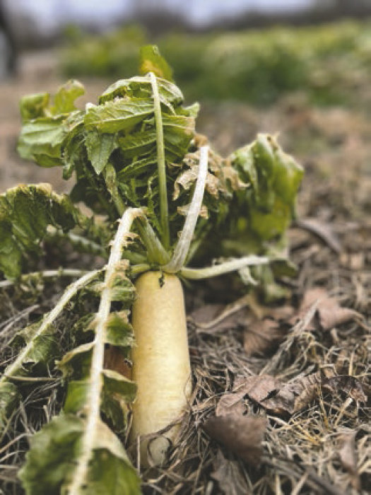 Several area farmers have utilized radishes as cover crops this season