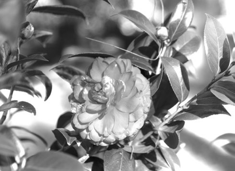 Camellias give winter color