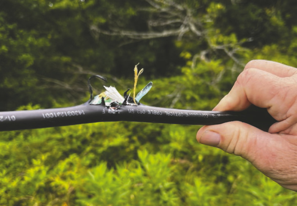 Hunters: Don't shoot at birds on power lines
