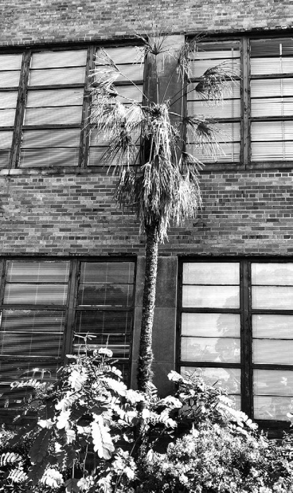 This Chinese windmill palm has lethal bronzing.