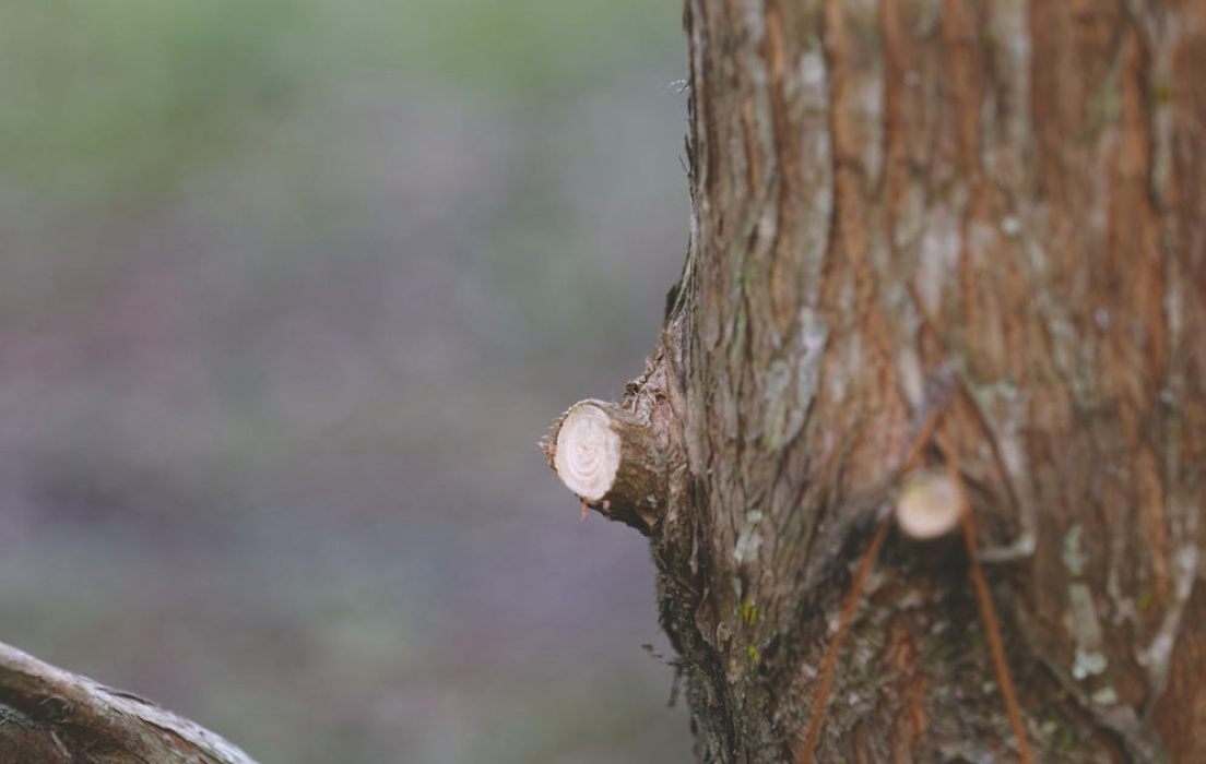 When pruning, leave a small stub so the tree or shrub can heal the wound. Photo by Randy LaBauve/LSU AgCenter COURTESY PHOTO