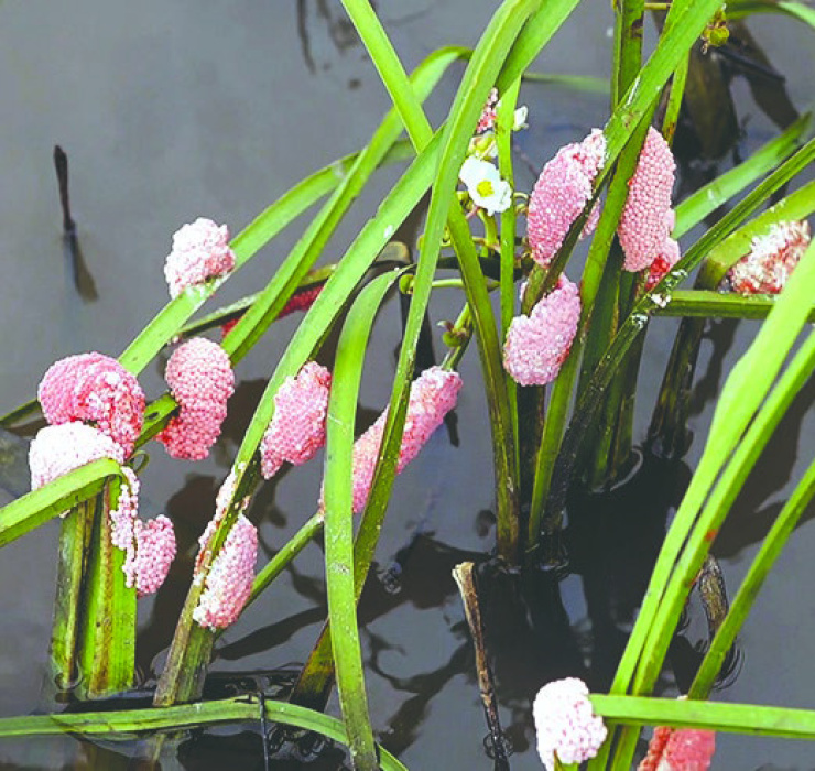 An AgCenter entomologist said that while the abnormally cold recent weather will likely not harm the adult invasive apple snail population, an enemuy of crawfish farmers, which is dormant this time of year, the long-term exposure to freezing temperatures above the water’s surface will likely kill their eggs. Photo by Craig Gautreaux/LSU AgCenter