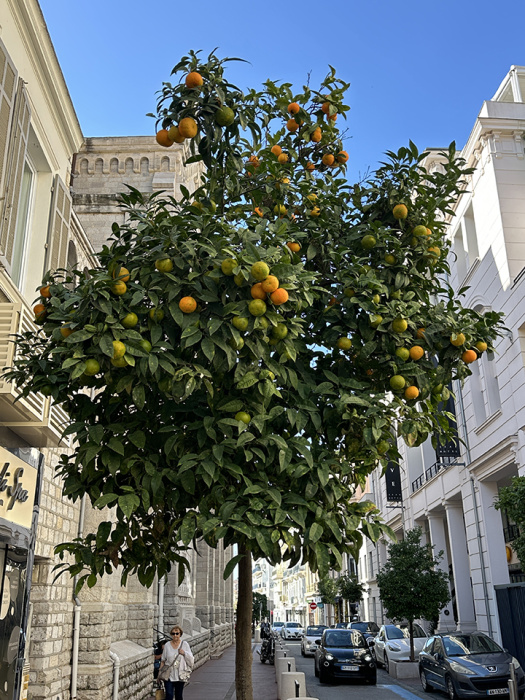 Oranges grow along the streets in Nice