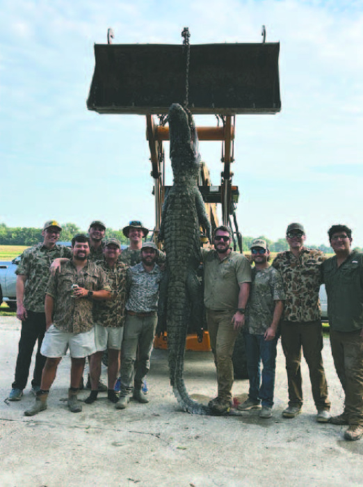 Local land yields huge alligator