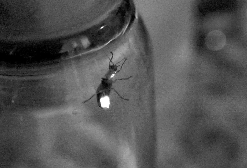 Many people have memories of catching fireflies in a jar. Photo by Randy LaBauve /LSU AgCenter
