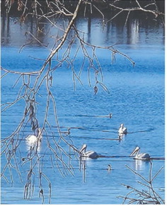 Pelicans on the lake