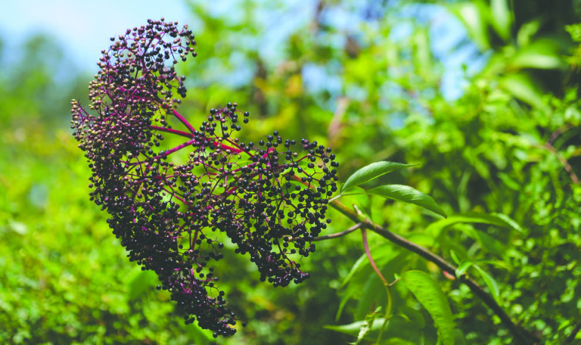 Harvest elderberries when they are dark purple to black. Do not eat green or red elderberries,