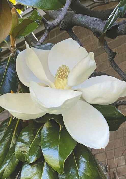 LARRY BROCK June is the absolute peak of the blooming season for the iconic Southern Magnolia ( Magnolia grandiflora) in Louisiana. The massive, pure-white, and lemony-scented blossoms are in full swing across East Carroll, and will continue to flower sporadically throughout the hot summer months, according to the LSU AgCenter.