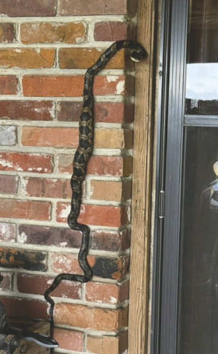 Unwelcome visitor