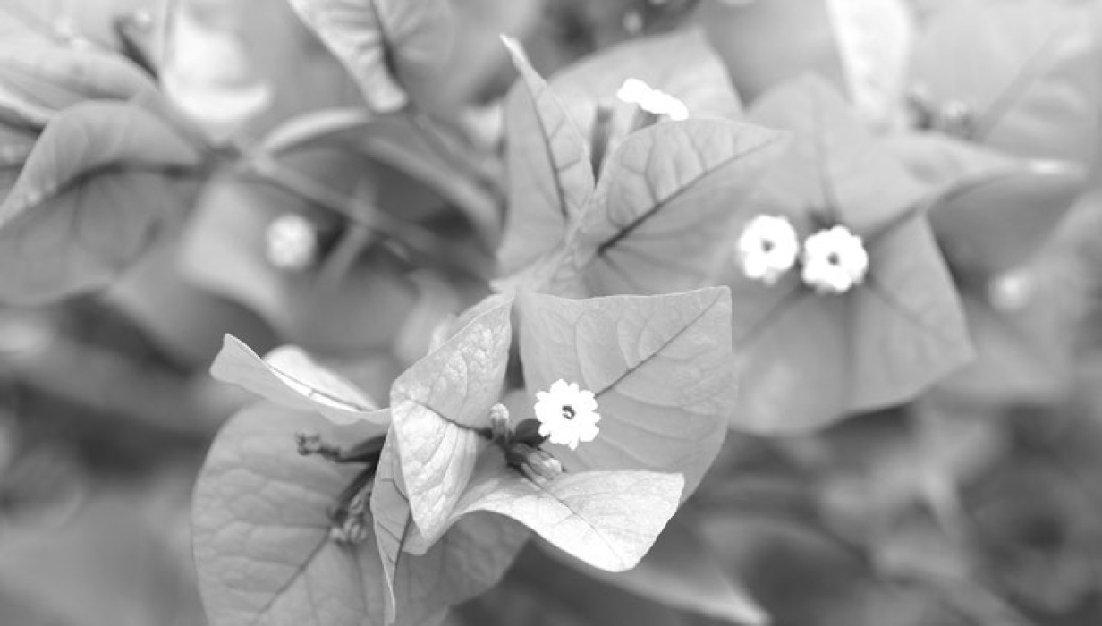 Tropical vine perfect