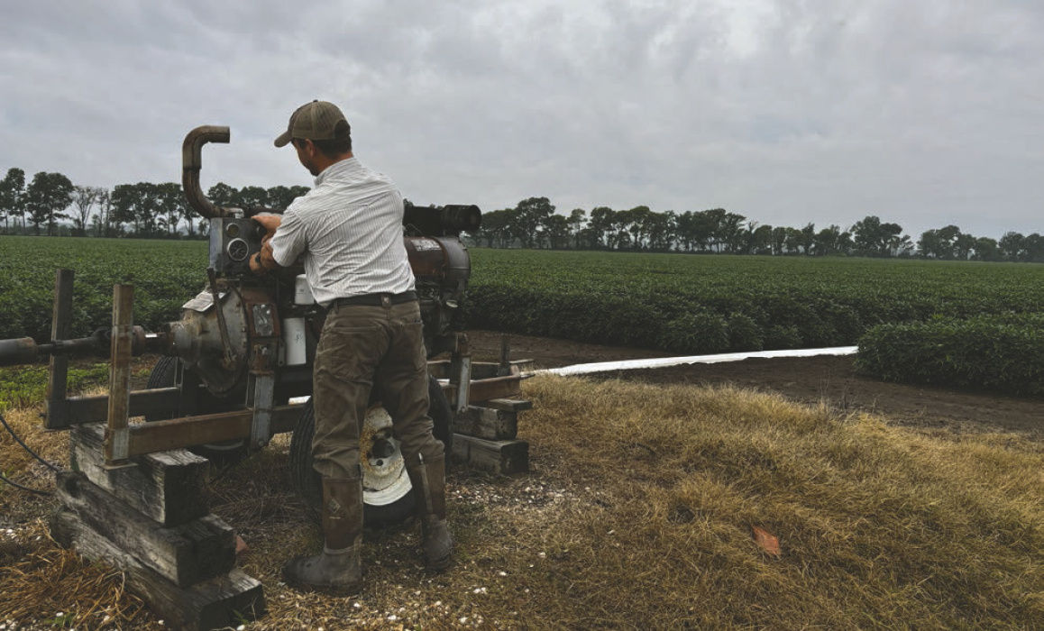 After weeks with little to no rain, many local farmers were able to cut off irrigation wells following a string of rainy and cloudy days last week. CASSIE CONDREY