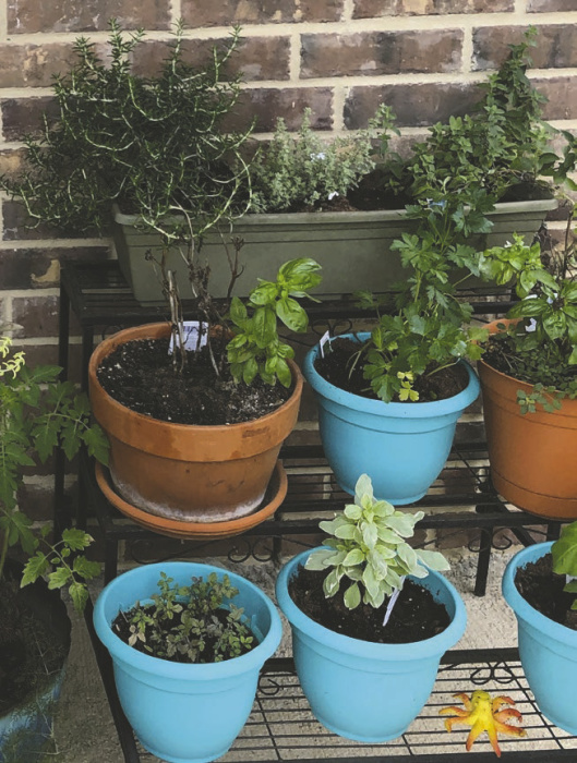 Growing herbs livens up home cooking