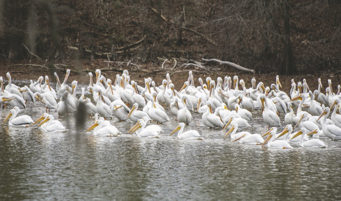 Pelican Photo By Sadie Pippin