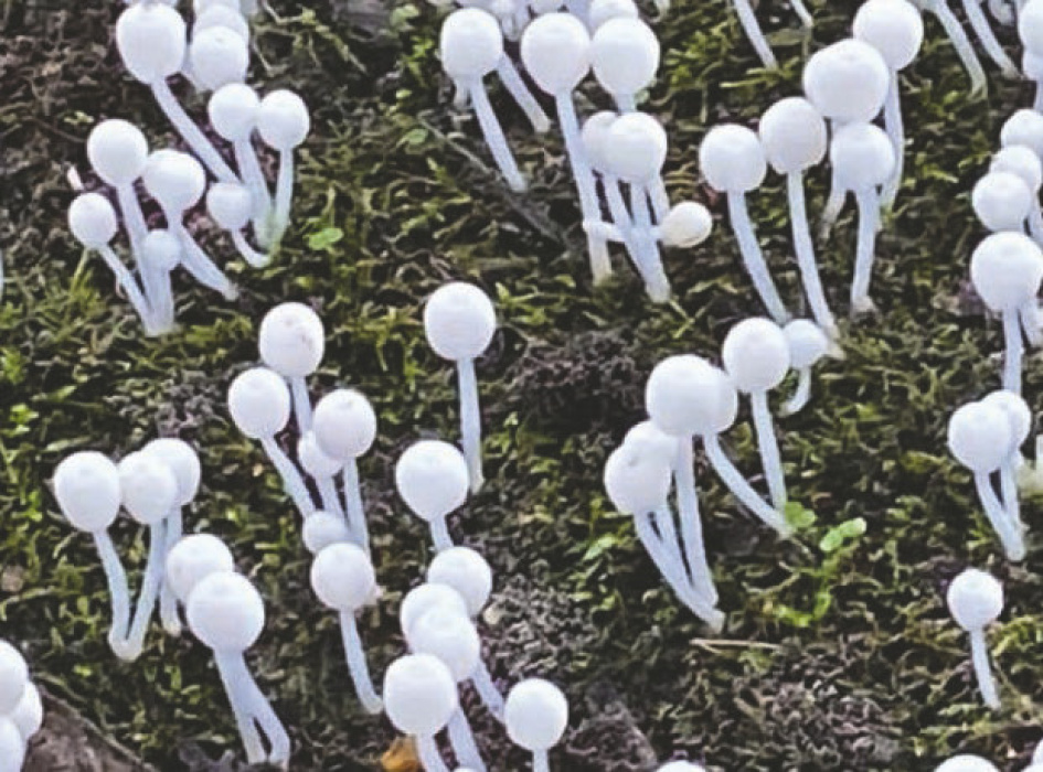 Mushrooms pic by Larry Brock