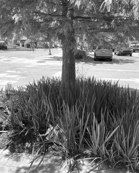 Turn your yard's low